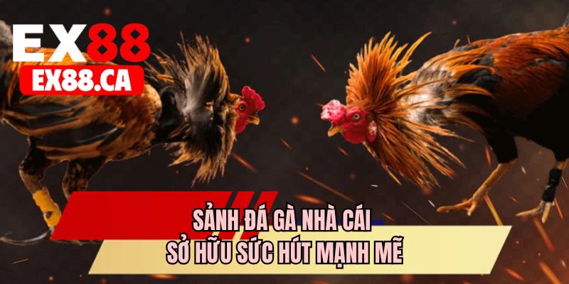 Sảnh đá gà nhà cái sở hữu sức hút mạnh mẽ