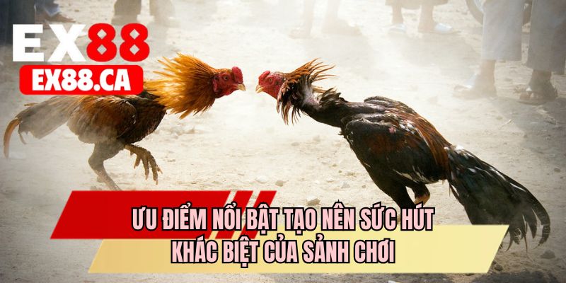 Ưu điểm nổi bật cho nên sức hút khác biệt của sảnh chơi